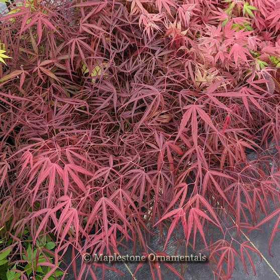Japanese Maples – Page 9 – Maplestone Ornamentals