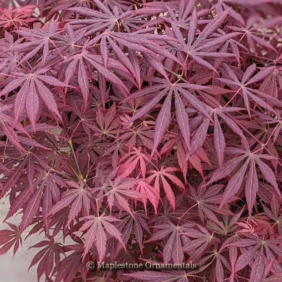 Royalty – Maplestone Ornamentals