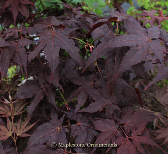 Ruby Fire Maple Ruby Ridge – Maplestone Ornamentals