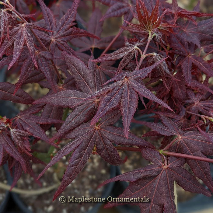 Ruby Fire Maple Ruby Ridge – Maplestone Ornamentals