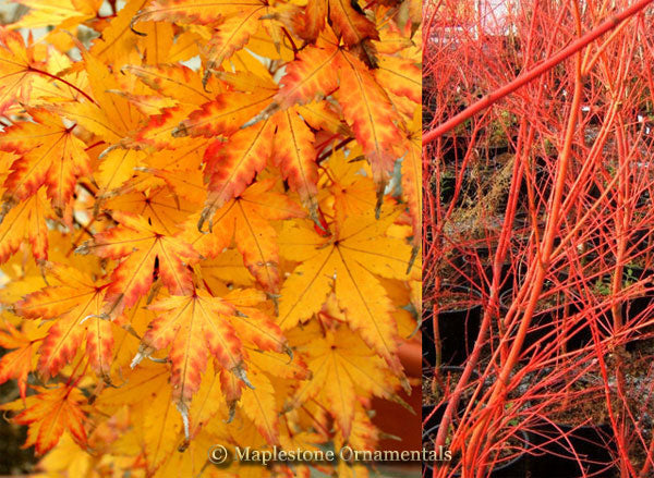 Sango Kaku Maplestone Ornamentals