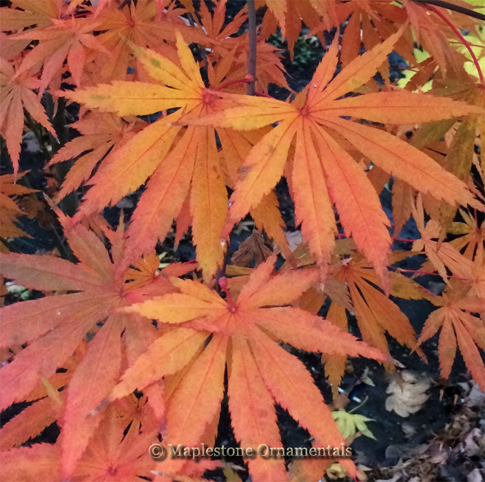 Seasons of Change – Maplestone Ornamentals