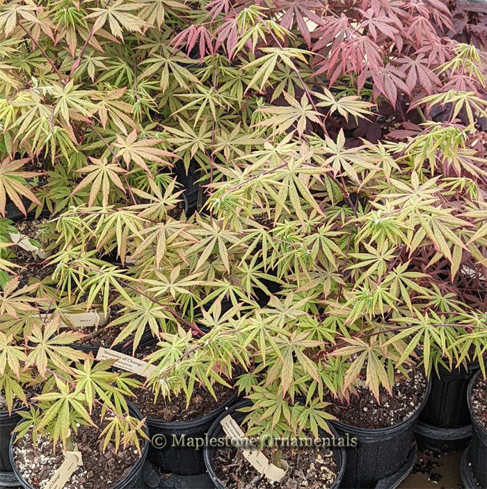 Seasons of Change – Maplestone Ornamentals