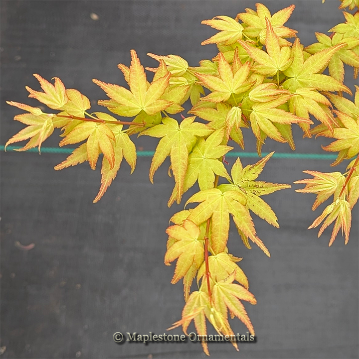 Seigen aureum