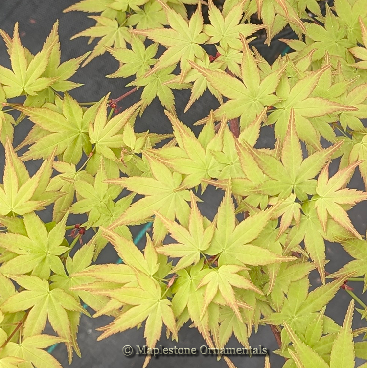 Seigen aureum