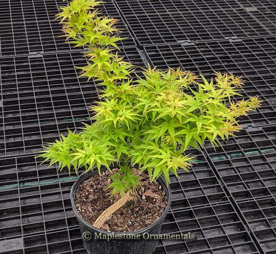 Sharp's Pygmy – Maplestone Ornamentals