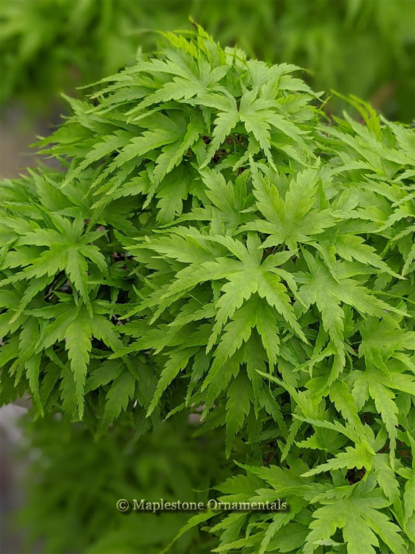 ピグミー 様 Sharp's Pygmy – Maplestone Ornamentals