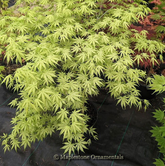 芋 hosi Marusei Shoji Yaki Hoshi Imo | Nijiya Market