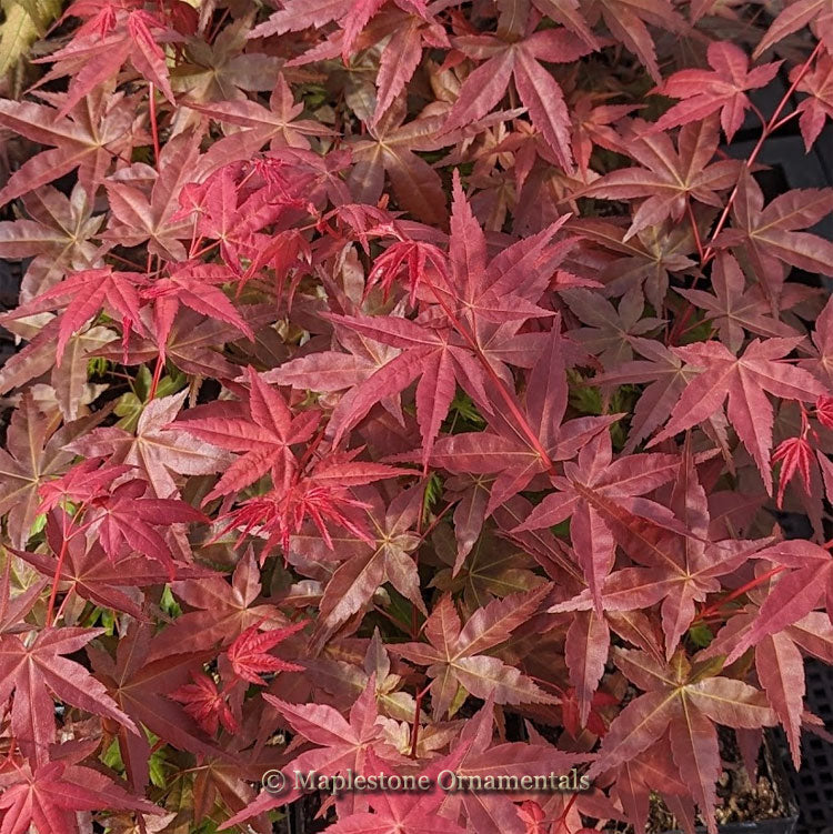 Japanese Maples – Page 12 – Maplestone Ornamentals