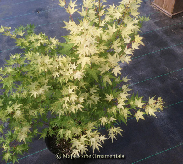 Shiro – Maplestone Ornamentals