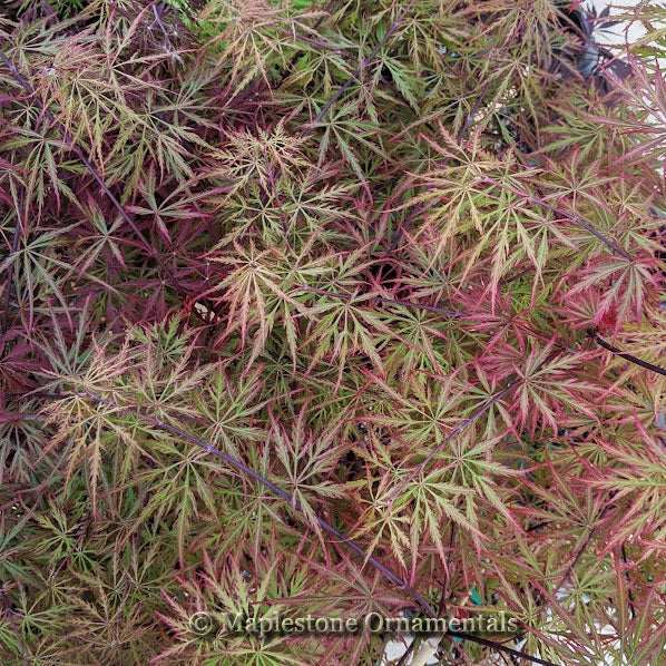 メイプル様②★★ Japanese Maples – Page 2 – Cornell Farm