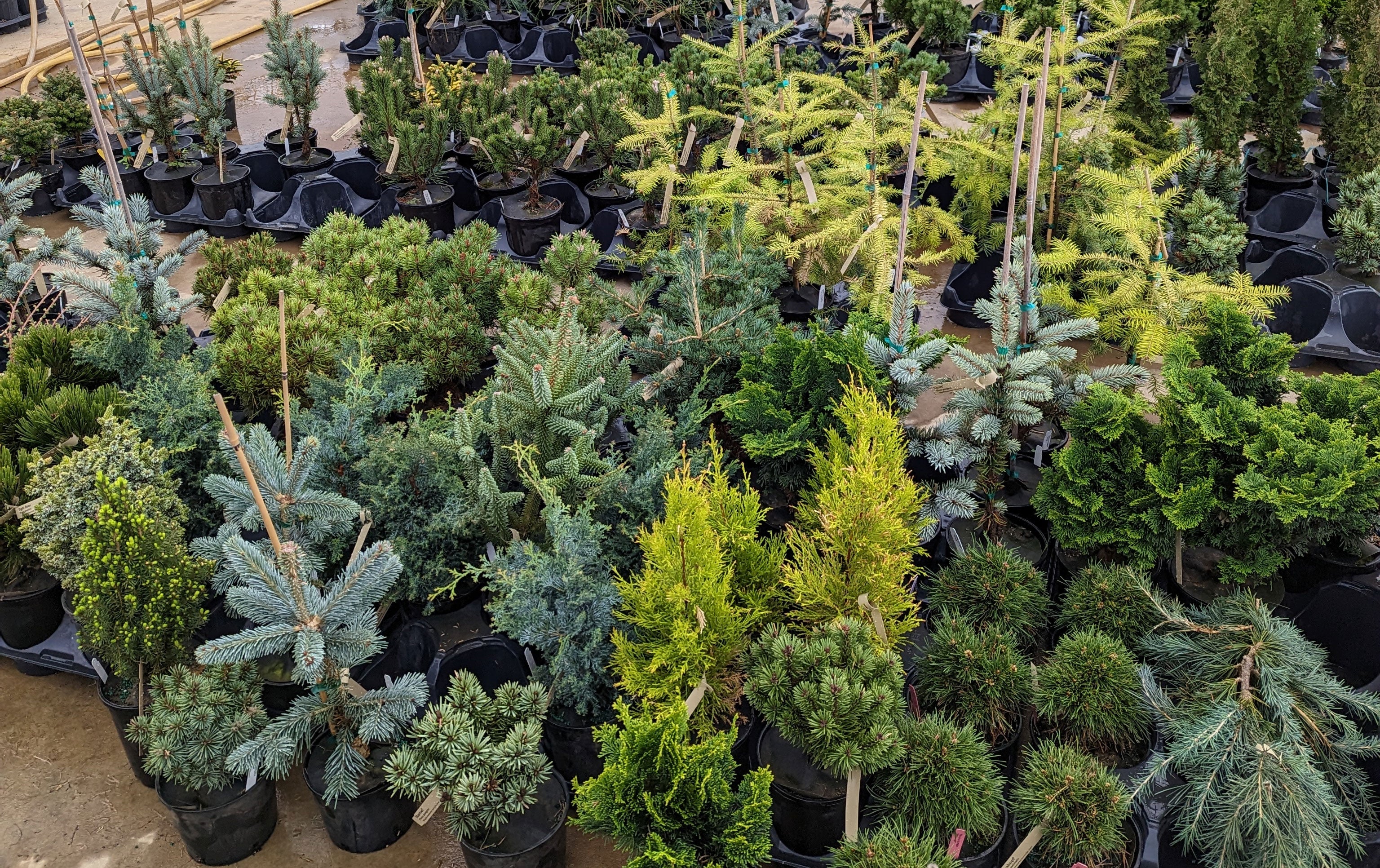 Maplestone Ornamentals