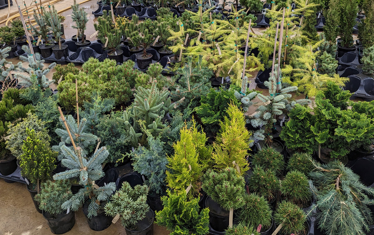 Maplestone Ornamentals