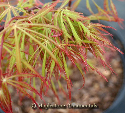 Spring Delight Color Spring Delight β Maplestone Ornamentals