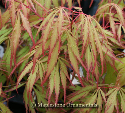 Spring Delight Color Spring Delight β Maplestone Ornamentals