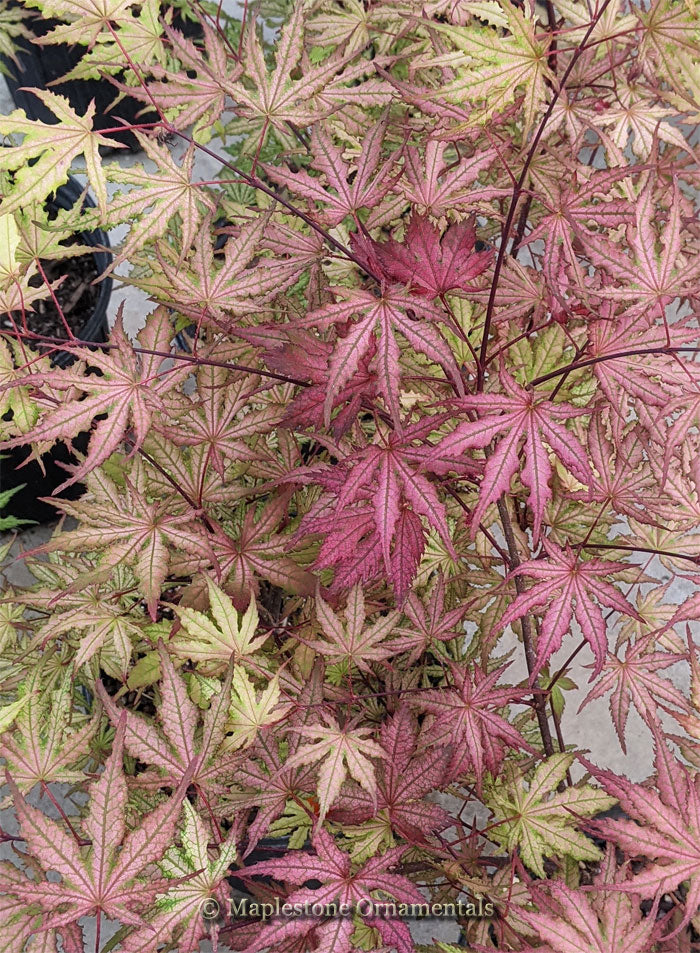 Strawberry Spring – Maplestone Ornamentals