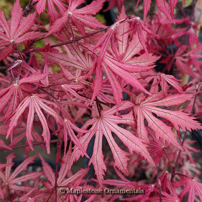 Strawberry Spring – Maplestone Ornamentals