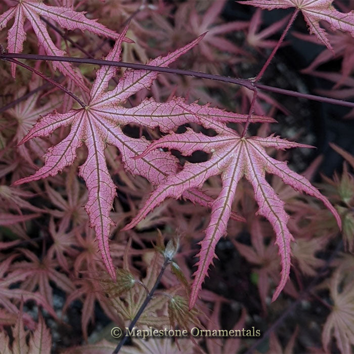 Strawberry Spring – Maplestone Ornamentals