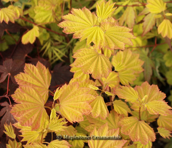 Sunglow – Maplestone Ornamentals