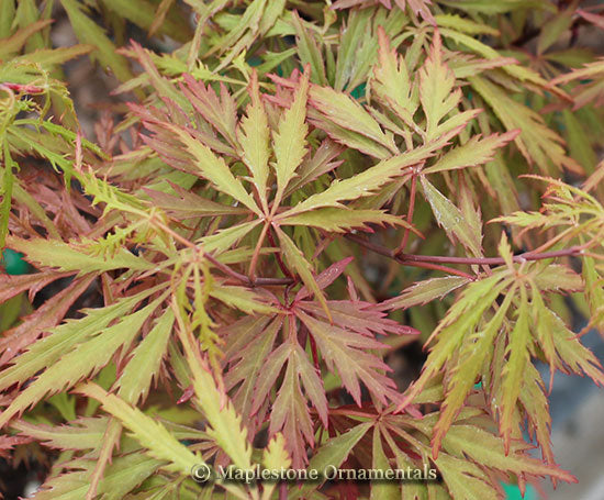 オオノマユミ　サンセットハーバー Sunset – Maplestone Ornamentals