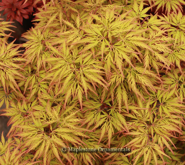 Sunset – Maplestone Ornamentals