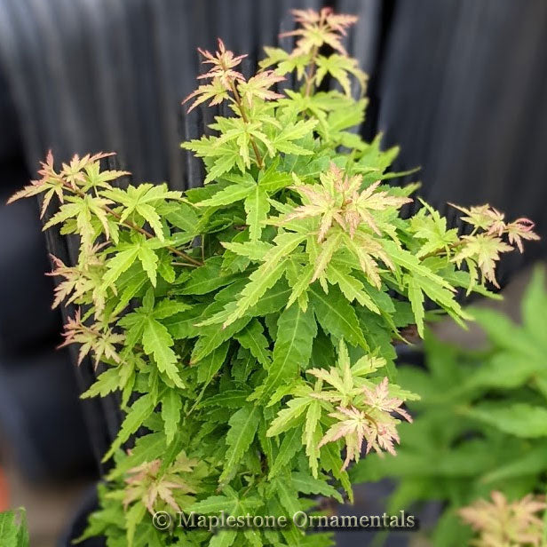 Taki's Wonder – Maplestone Ornamentals