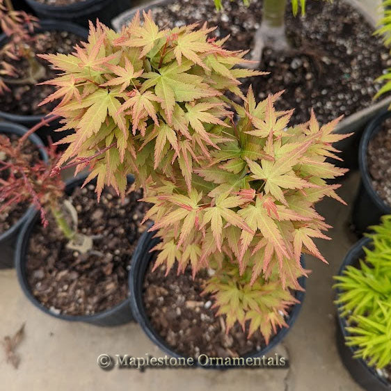 Taki's Wonder – Maplestone Ornamentals