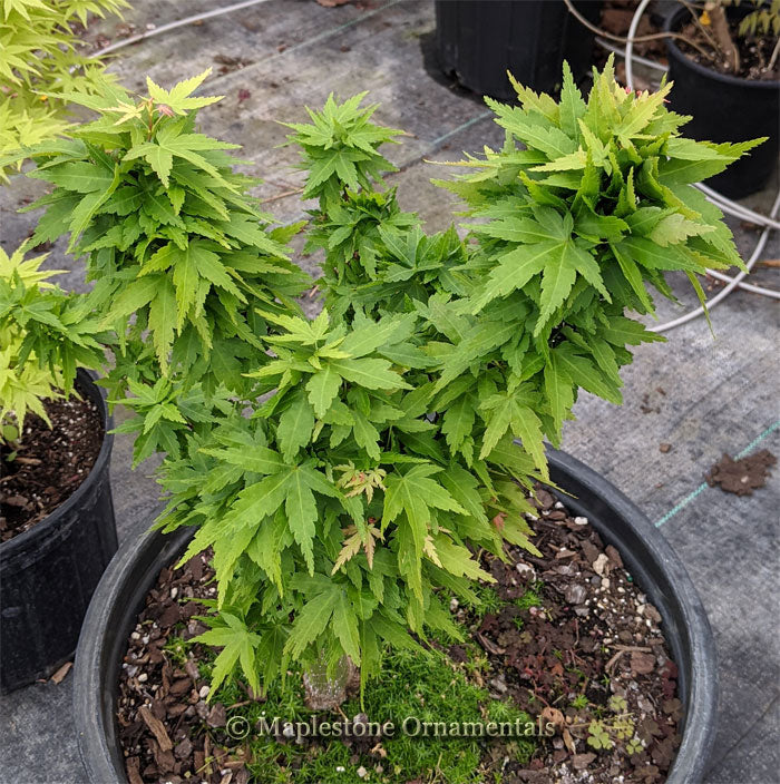 Taki's Wonder – Maplestone Ornamentals