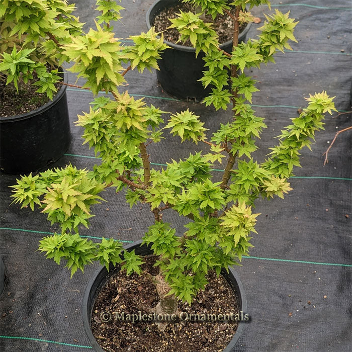 Products – Page 14 – Maplestone Ornamentals