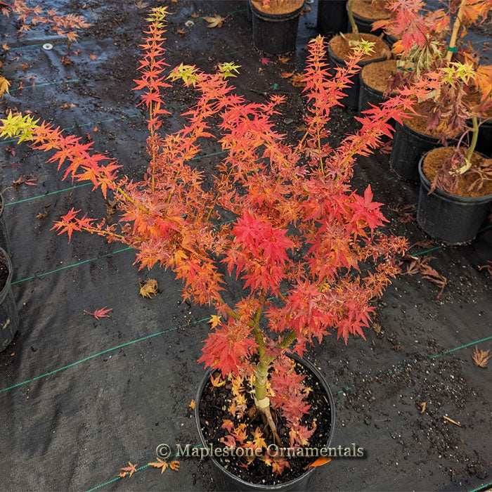 Taki's Wonder – Maplestone Ornamentals
