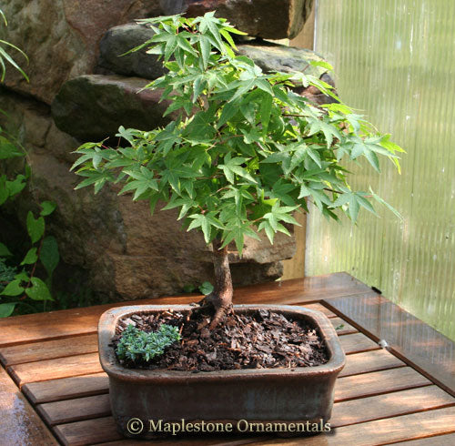 Products – Page 14 – Maplestone Ornamentals