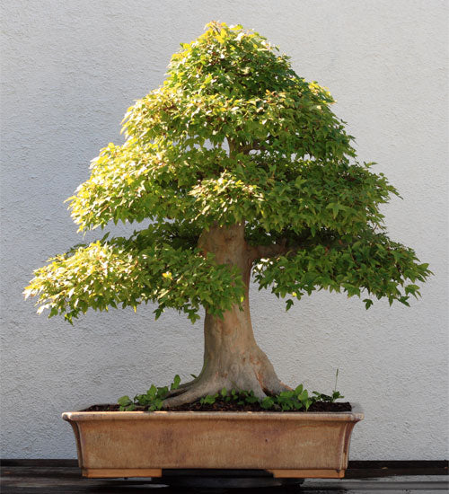 Trident Maple