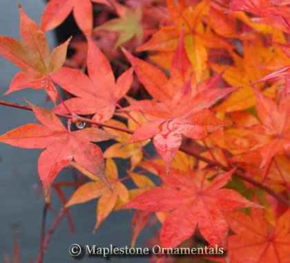 Tsuma beni – Maplestone Ornamentals