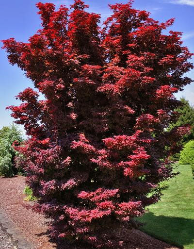 Twombly's Red Sentinel – Maplestone Ornamentals
