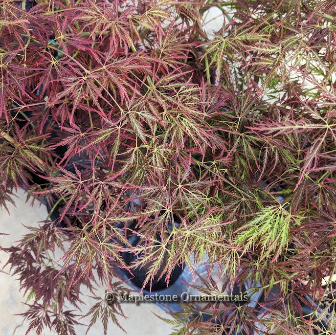 Van den Akker – Maplestone Ornamentals