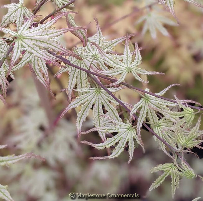 White Peaches – Maplestone Ornamentals