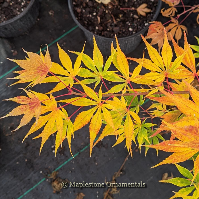 Maple Devine Will's Devine – Maplestone Ornamentals