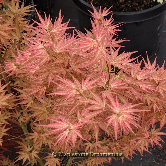 Wilson's Pink Dwarf