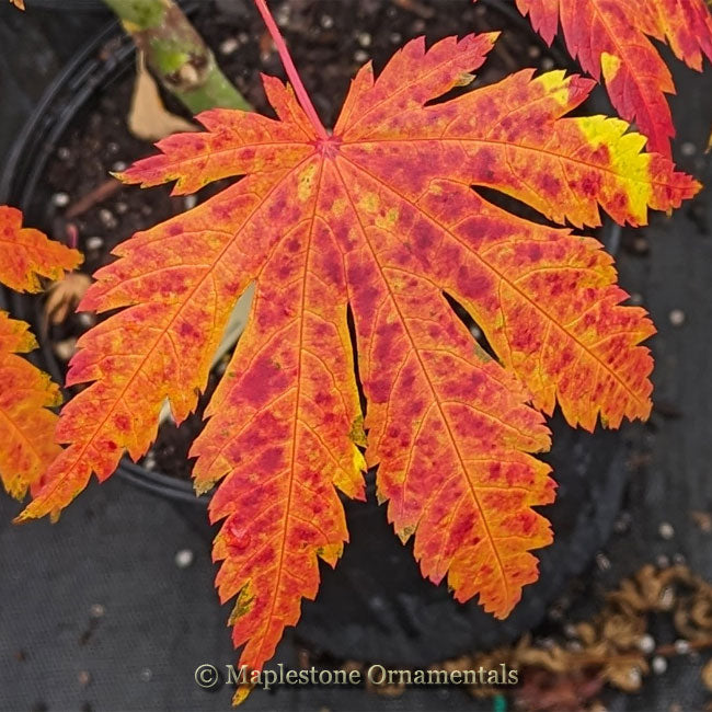 Japanese Maples – Page 14 – Maplestone Ornamentals