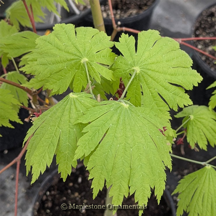 Yama kage – Maplestone Ornamentals