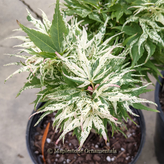 Yuki yama – Maplestone Ornamentals