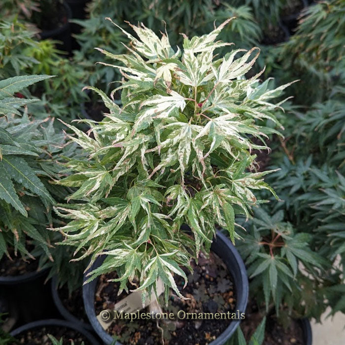 Yuki yama – Maplestone Ornamentals