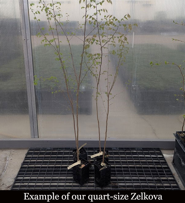 Japanese Zelkova – Maplestone Ornamentals