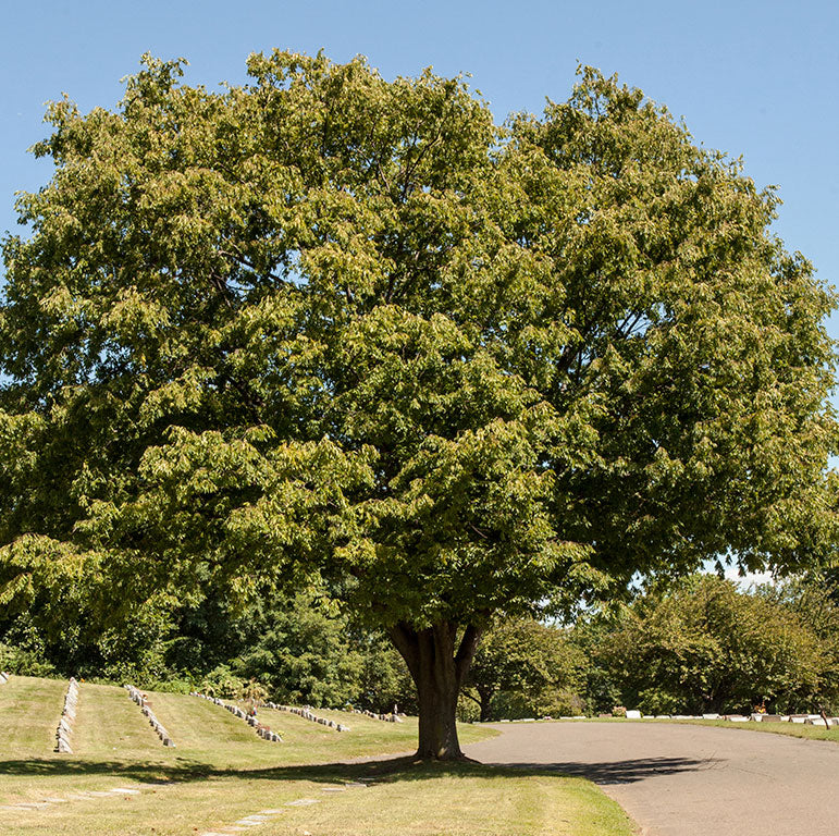 Japanese Zelkova – Maplestone Ornamentals
